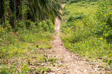 Toprak yol, kırsal ve güzel kırsal alandaki tepe manzarası boyunca uzanıyor.