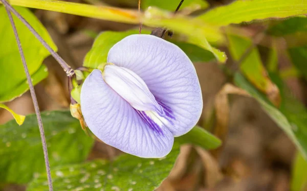 Close Small Purple Blooming Beautiful Flower Natural Background Sunny Day — Stockfoto