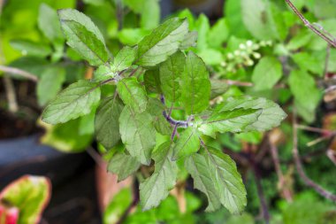 Yeşil fesleğen aromalı baharat ve yapraklı şifalı bitki.