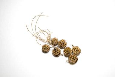 Dry asia sea pine seeds isolated on white background