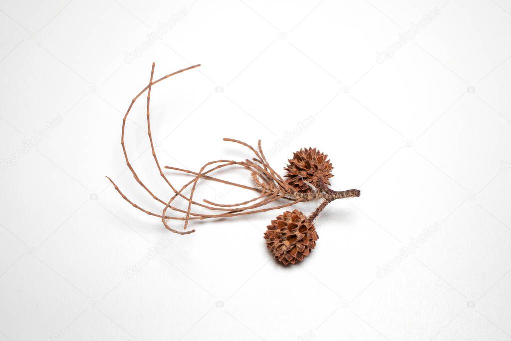 Dry pine seeds (casuarina equisetifolia) Asia tree in the tropical beach, whistling pine tree isolated on white background