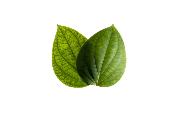 Green Leaf Texture Flat Lay Clipping Isolated White Background Clipping — 스톡 사진