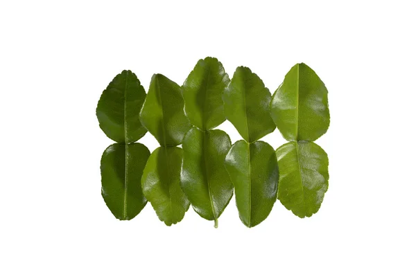Bergamot kaffir lime leaves herb fresh ingredient, isolated on white background, Flat lay