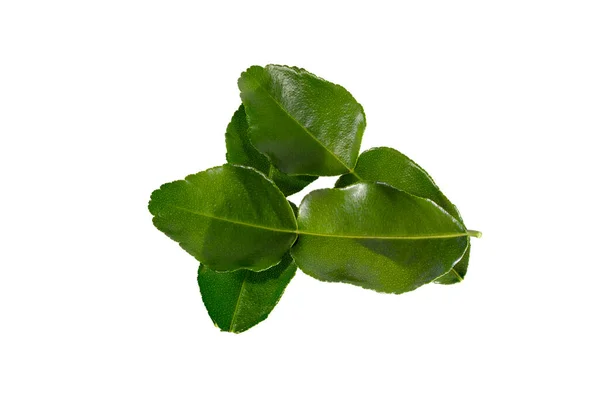 Bergamot Kaffir Lime Leaves Herb Fresh Treatment Isolated White Background — Stock Photo, Image