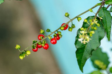 Bahçede yetişen küçük kırmızı yaz meyvelerini kapatın.