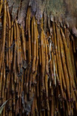 Ağaç kökü dokusu dışarı çıkıyor.