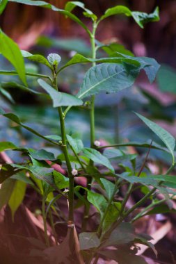 Ormandaki yabani bitkiler. küçük parça.