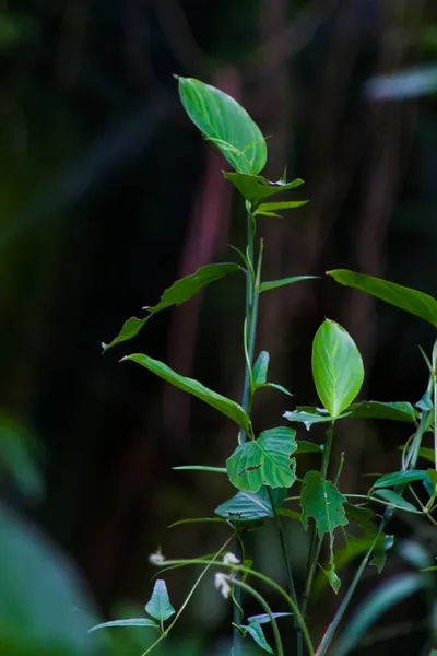 Дикі Рослини Лісі Маленька Частина — стокове фото