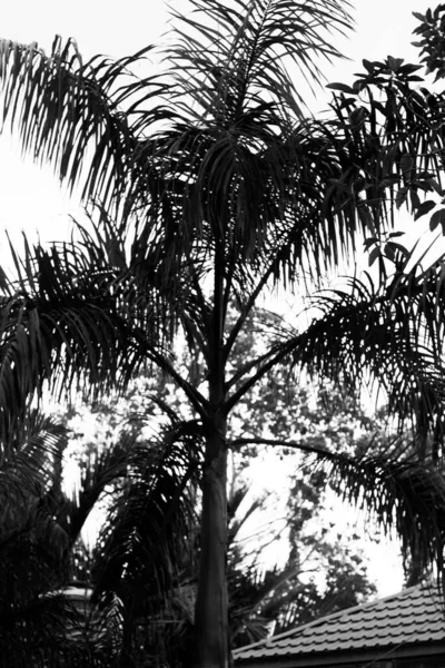 Silhueta Preta Branca Folhas Palmeira Com Folhas Caindo Para Direita — Fotografia de Stock