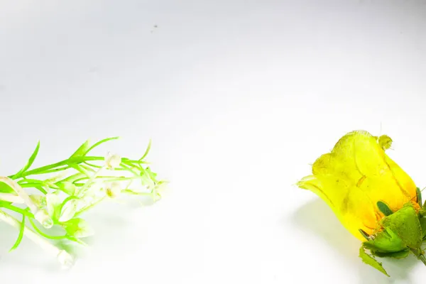 Növényi Replikák Sárga Virágmásolatok Izolált Fehér Alapon — Stock Fotó