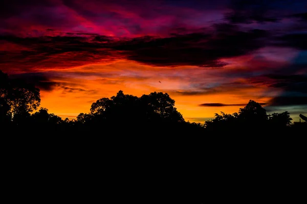 日没時の葉のシルエット 日没時のカラフルな空 — ストック写真