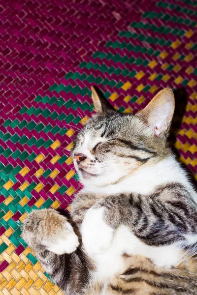 Svart Och Vit Randig Katt Sover Sött Färgglad Vävd Matta — Stockfoto