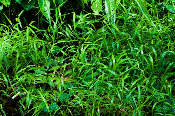 Зелена Трава Лісі Пишний Дуже Недоторканий Дикий — стокове фото
