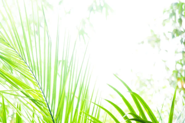 Абстрактний Фон Зеленого Пальмового Листя Яскравим Білим Небом — стокове фото