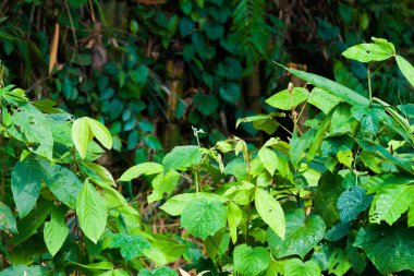 Topak yeşil yaprakları renk ve şekil olarak değişen bir çalı..