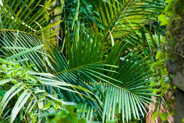 Uzun, kıvrımlı yeşil sago palmiye yaprakları.
