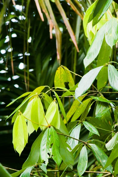 Yeni yeşil yapraklar filizlenir ve koyu yeşil yapraklar..