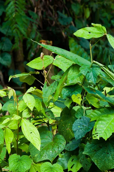 Çeşitli yeşil yapraklar, açık yeşilden koyu yeşile. Çeşitli şekillerde..