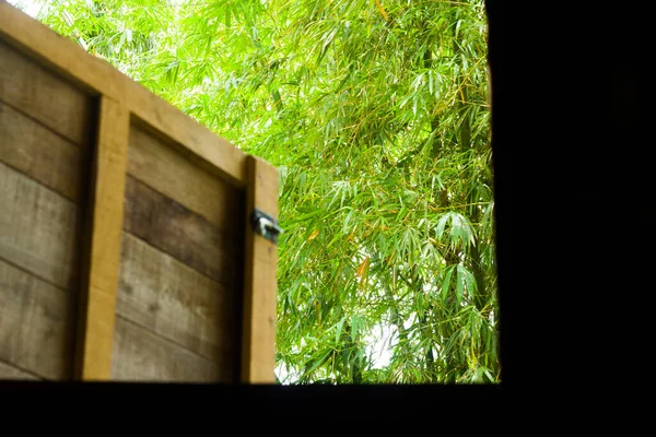 Вид Зелене Бамбукове Дерево Вікном — стокове фото