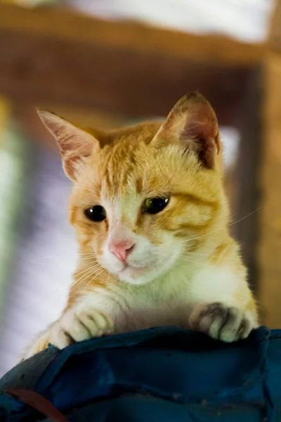 Orange White Cat Daydreaming Something Hiding Blue Place — стоковое фото