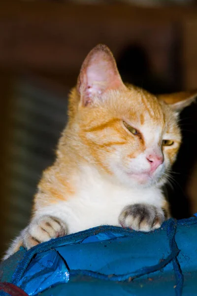 オレンジ色の白い猫がまばゆい 青い場所に隠れて — ストック写真