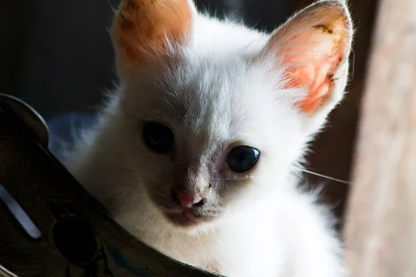 Маленькая Белая Кошка Смотрит Укрытия — стоковое фото