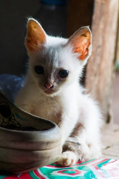 Little White Cat Hiding Scared Something — Fotografia de Stock