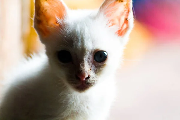 White Cat Scary Look — Fotografia de Stock