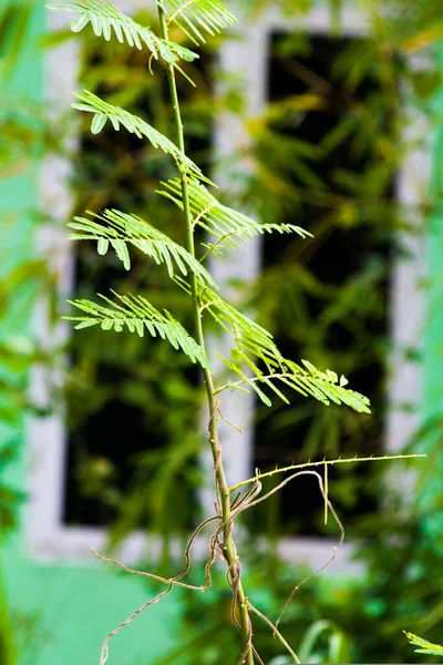 Рослина Сенанг Дикі Рослини Довге Зелене Листя — стокове фото