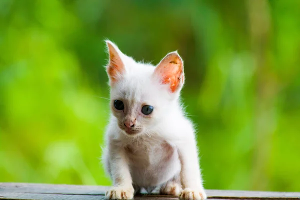 White Skinny Cat Green Nature Background — Fotografia de Stock