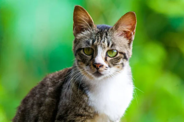 Black White Striped Cat Staring Green Background — Fotografia de Stock