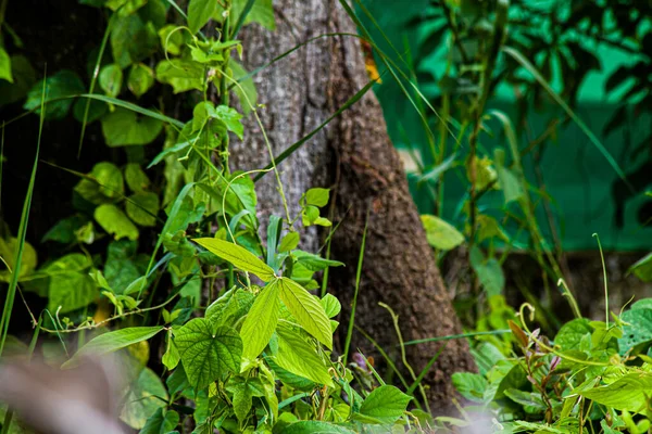 Grosses Racines Arbres Remplies Arbustes Verts Sauvages — Photo