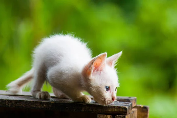 Белый Котёнок Готовится Напасть Добычу — стоковое фото