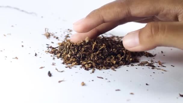 Перевірка Якості Тютюнової Суміші Ізольованому Білому Тлі — стокове відео