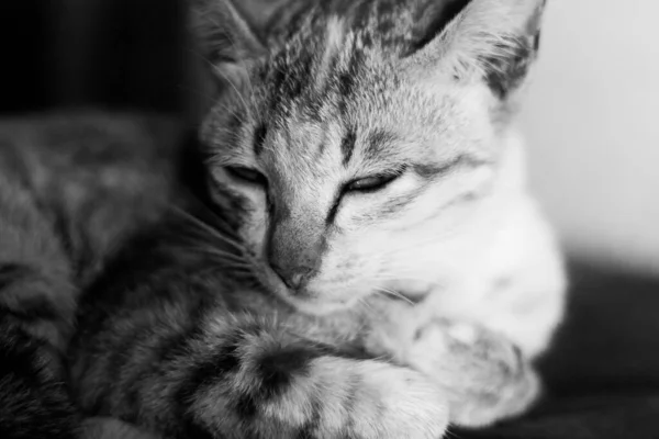 縞模様の猫は眠い 猫の目を切った 黒と白 — ストック写真