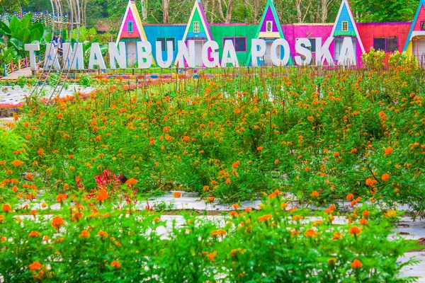 Orange Flower Garden Green Field Poska Flower Garden Tabur Tabalong — Fotografia de Stock