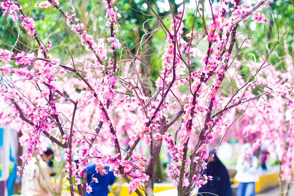 Cherry Blossom Garden Cherry Blossom Festival — Stockfoto