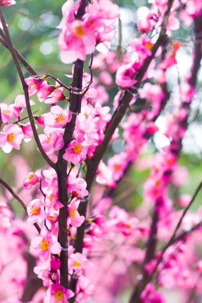 cherry blossom background.  cherry blossom season