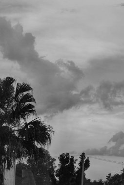 palm trees and other lush trees with clear sky. black and white.