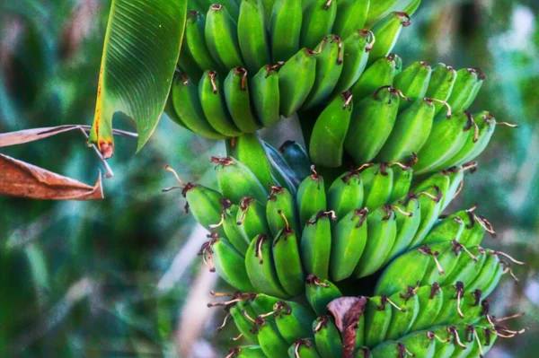 Багато Зелених Бананів Дереві — стокове фото
