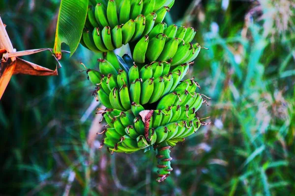 Зелений Банановий Фрукт Висить Дереві Розмитим Тлом — стокове фото