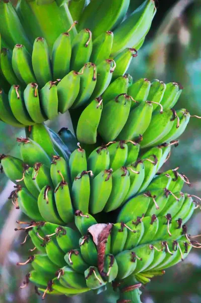 Zöld Banán Gyümölcs Nagyon Bőséges Sűrű — Stock Fotó