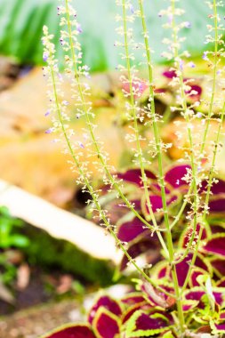 flowers that have long stems with a blurred background.  flower garden