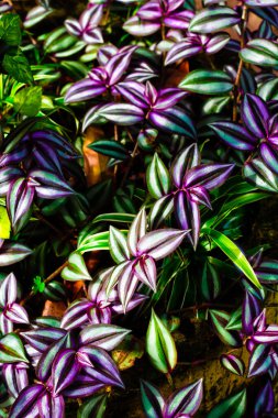 beautiful colorful leaves that glow on a dark background.