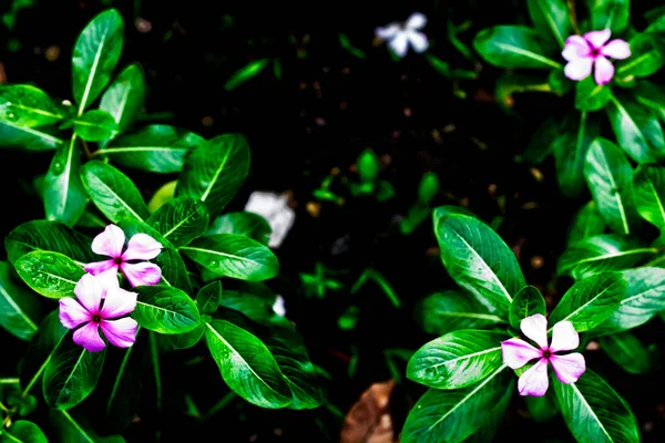 Květinová Zahrada Růžové Květy Zelené Listy Tmavém — Stock fotografie