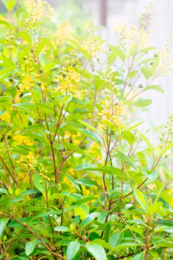 Parlak güneş küçük sarı çiçeklere ve yeşil yapraklara doğru parıldıyor.