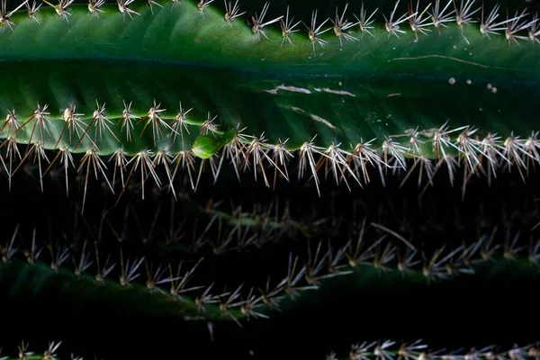 Kaktusztövisek Megnyúltak Háttér Textúra Kaktusz Gerincek Éles Kaktusz Tövisek — Stock Fotó