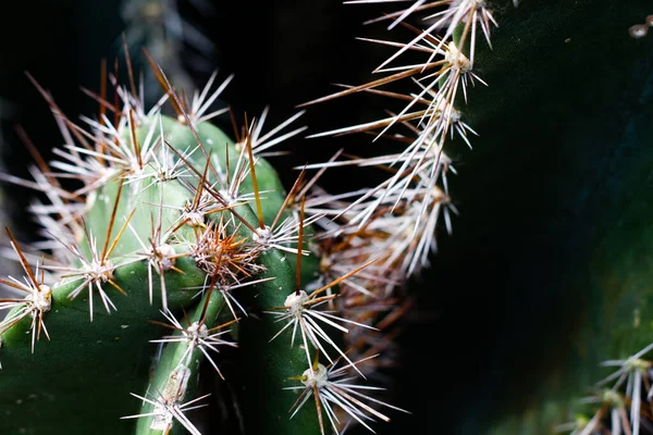 Kaktuszgerinc Éles Hegyes Kaktusz Felületi Textúra Háttér — Stock Fotó