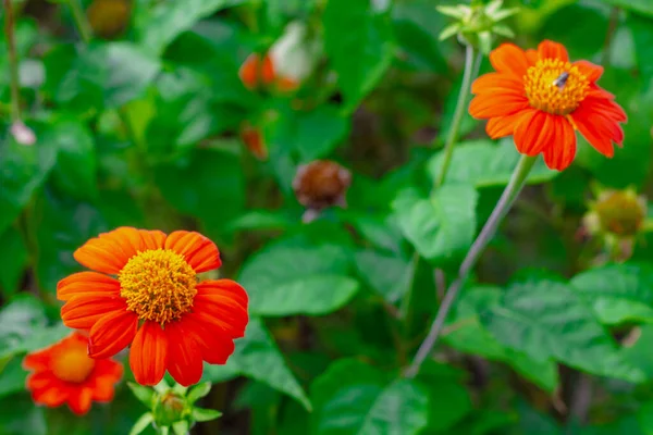Orange Zinnia Blommor Med Gröna Blad Suddig Bakgrund Blommor Blommar — Stockfoto