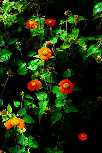 银莲花在黑暗的背景下 在花圃中美丽地绽放 橙花背景 — 图库照片